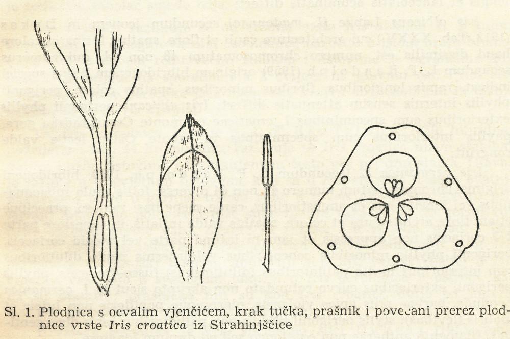 Izložba Botaničar Ivo Horvat
